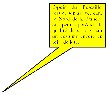 Bulle rectangulaire: Espoir du Boscaille, lors de son arrive dans le Nord de la France ; on peut apprcier la qualit de sa prise sur un costume encore en toile de jute.

